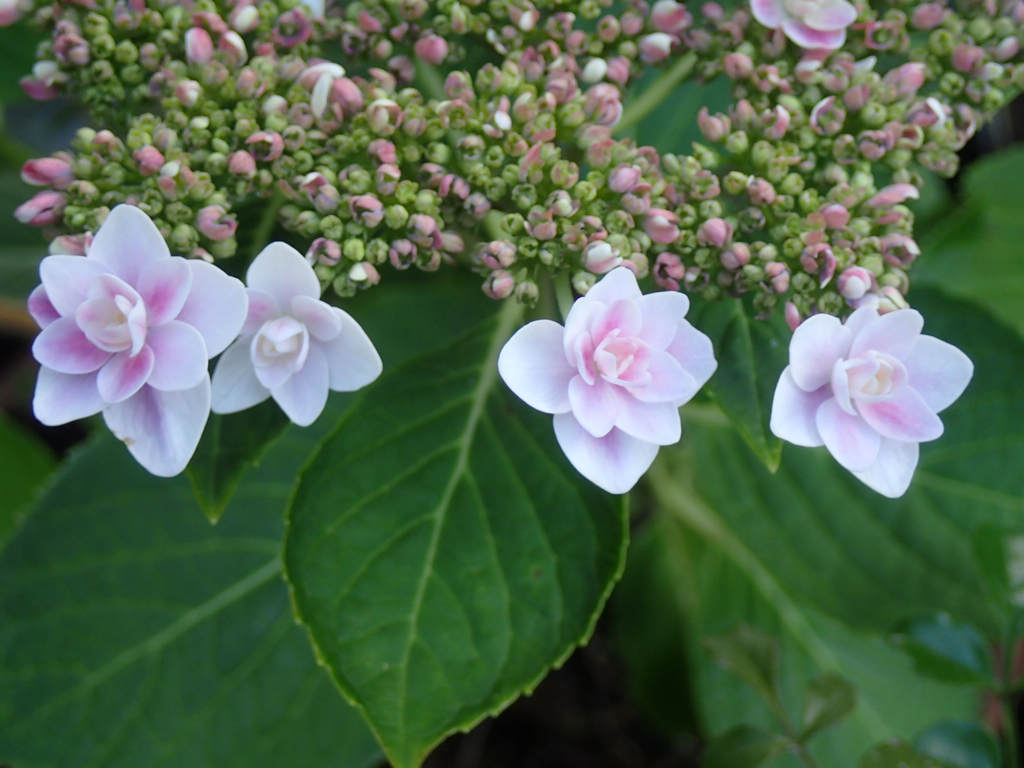 もしも急に口が開きづらくなったら🌱 OCHIAI DENTAL CLINIC